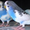 Как назвать попугая девочку